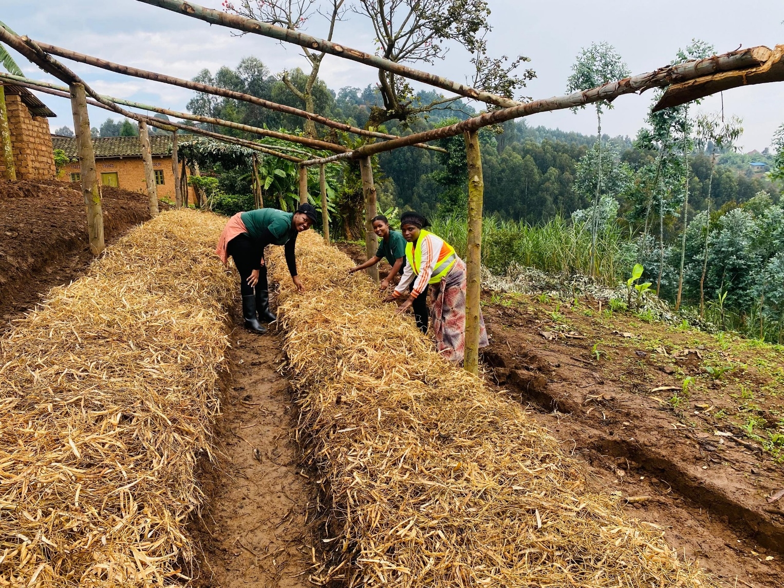 Agroforestry and Farmers Planning in Rutsiro