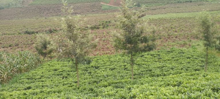 Â CIAC Seeks to Prevent Conflict Among Farmers in the Mugina Sector