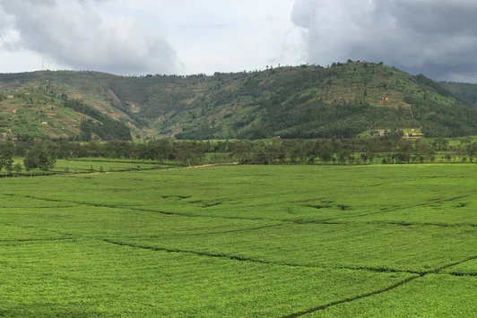 Agroforestry & PES with Tea Company